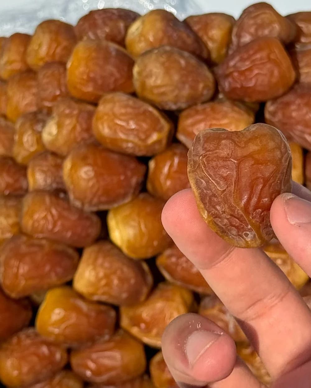يد تمسك حبة سكري جالكسي نادر كبيرة